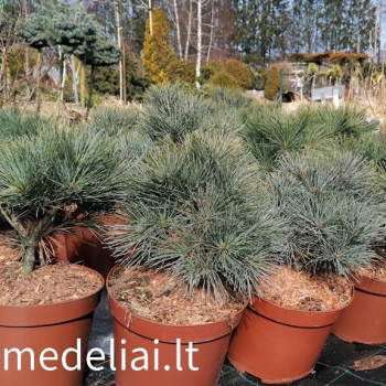 Pinus strobus Greg
