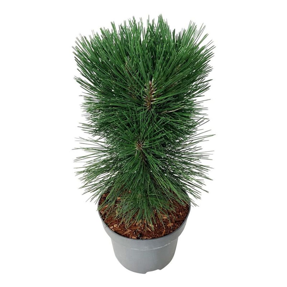 Pinus strobus Pyramidalis