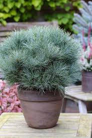 Pinus strobus Sea Urchin С5 10-15