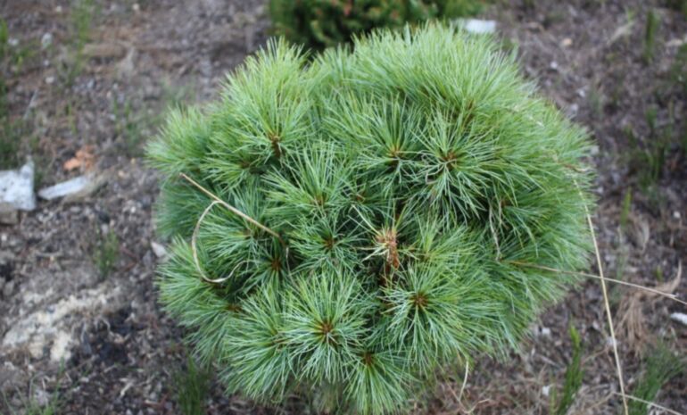 Pinus strobus Sea Urchin