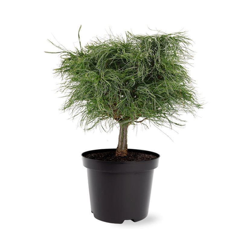 Pinus strobus Tiny Curls