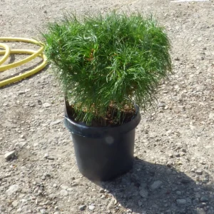 Pinus strobus Tiny Curls C3