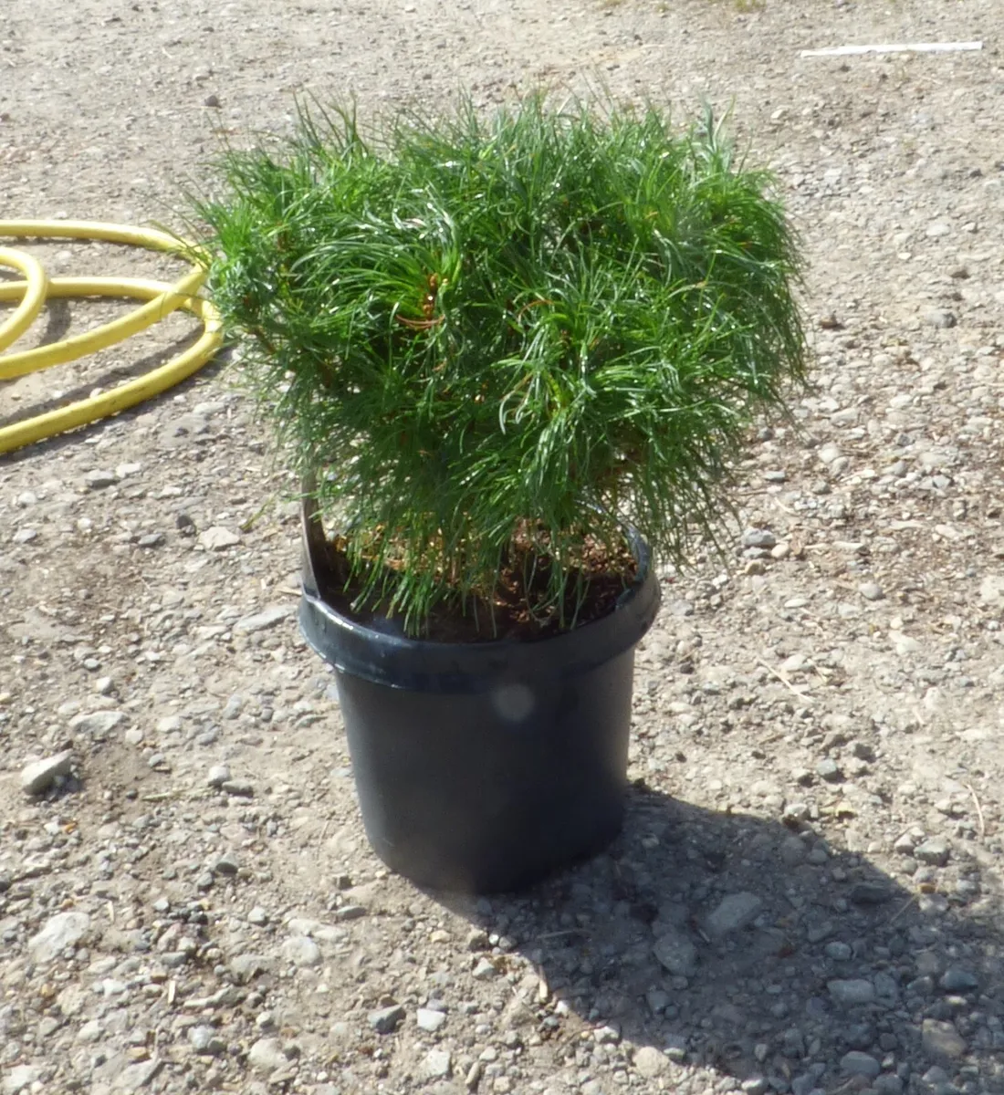 Pinus strobus Tiny Curls C3 Pinus strobus Tiny Curls C3