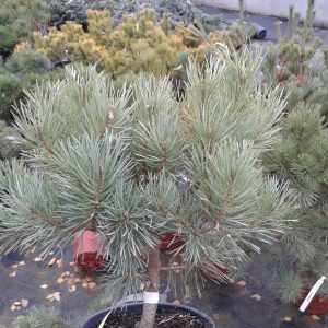 Pinus sylvestris Chantry Blue C5