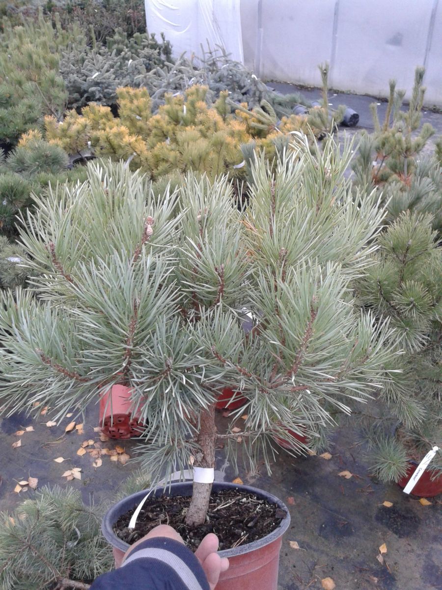 Pinus sylvestris Chantry Blue C5 Pinus sylvestris Chantry Blue C5