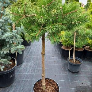 Pinus sylvestris Hillside Creeper Pa