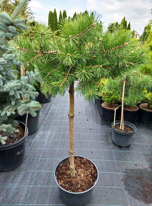 Pinus sylvestris Hillside Creeper Pa Pinus sylvestris Hillside Creeper Pa