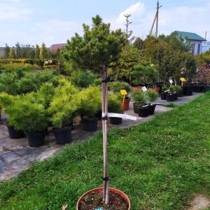Pinus sylvestris Jeremy Pa С10