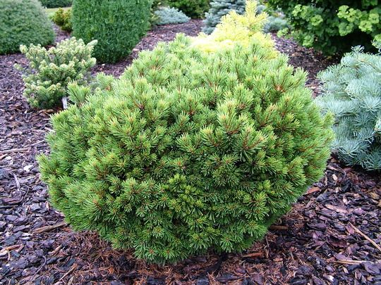 Pinus sylvestris Treasure Pinus sylvestris Treasure