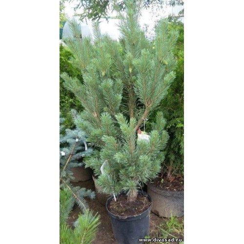 Pinus sylvestris Watereri C15 Pinus sylvestris Watereri C15