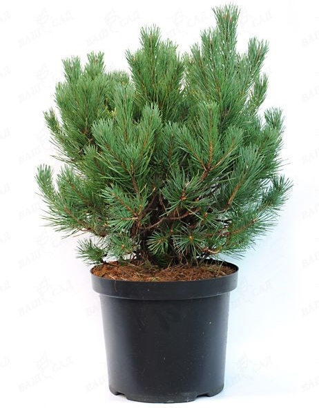 Pinus sylvestris Watereri C7 5 Pinus sylvestris Watereri C7 5