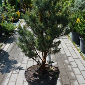 Pinus sylvestris WatereriC12