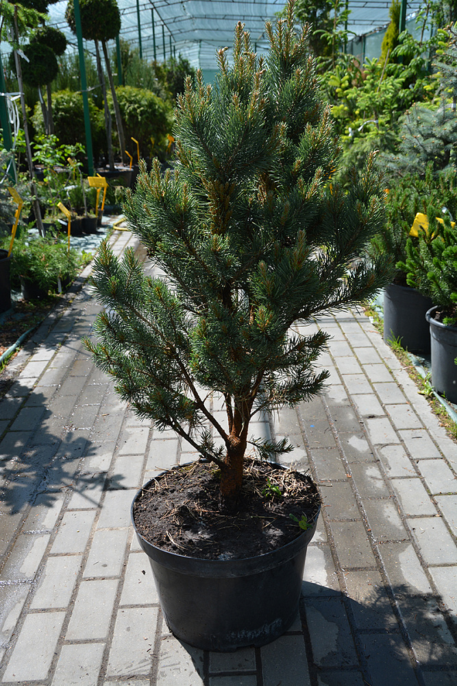 Pinus sylvestris WatereriC12 Pinus sylvestris WatereriC12