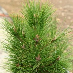 Pinus tabuliformis Jiuzhaigou Valley C5