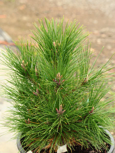 Pinus tabuliformis Jiuzhaigou Valley C5 Pinus tabuliformis Jiuzhaigou Valley C5