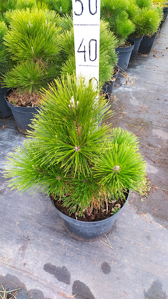 Pinus thunbergii Thunderhaad