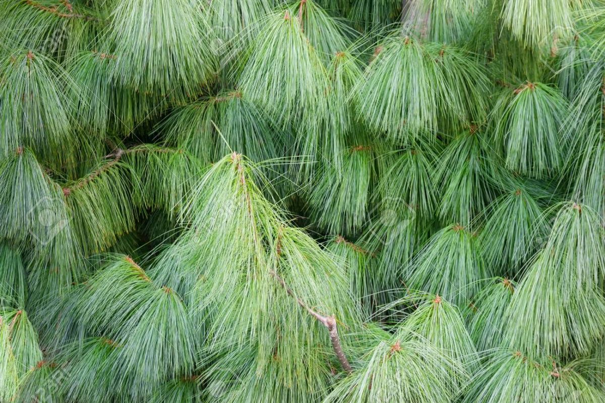 Pinus wallichianaC5