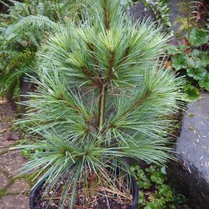 Pinus x schwerinii Wiethorst