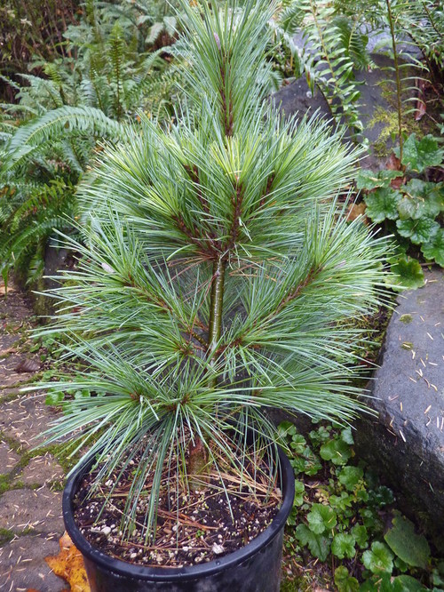 Pinus x schwerinii Wiethorst Pinus x schwerinii Wiethorst