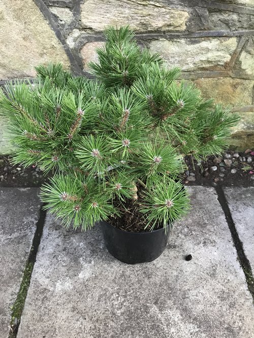 Pinus20densiflora20Jane20Kluise.jpg