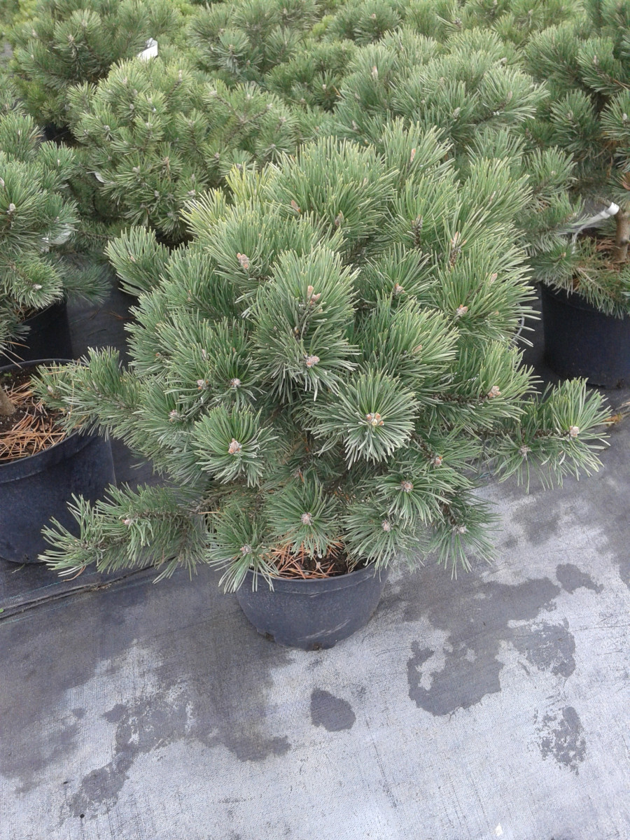 Pinus20mugo20Gnom20C10.jpg