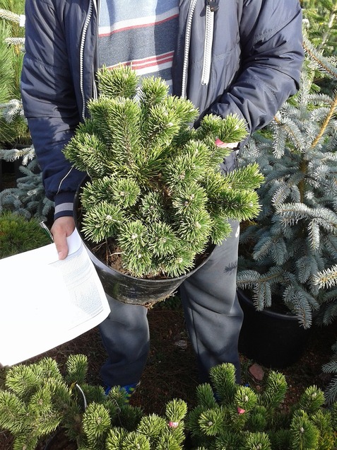 Pinus20mugo20Yacobsen20C10-1.jpg