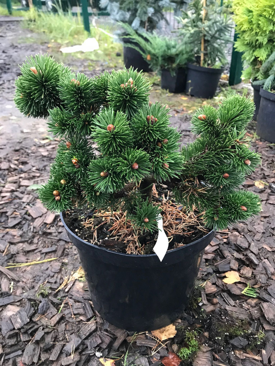 Pinus20mugo20Yacobsen20C10.jpg