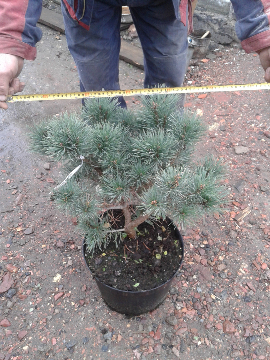 Pinus20sylvestris20Chantry20Blue.jpg