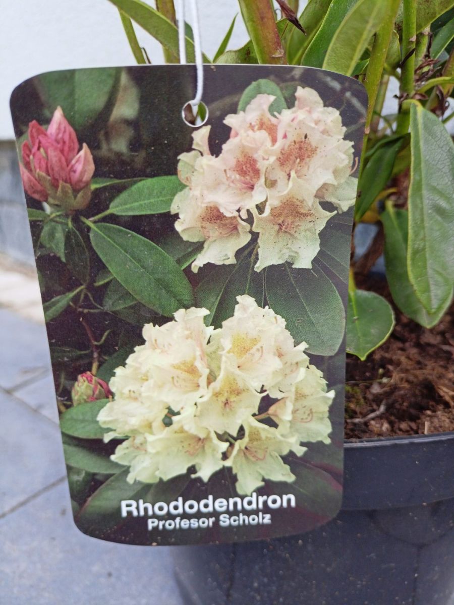 Rhododendron ( в асортименті )1.2