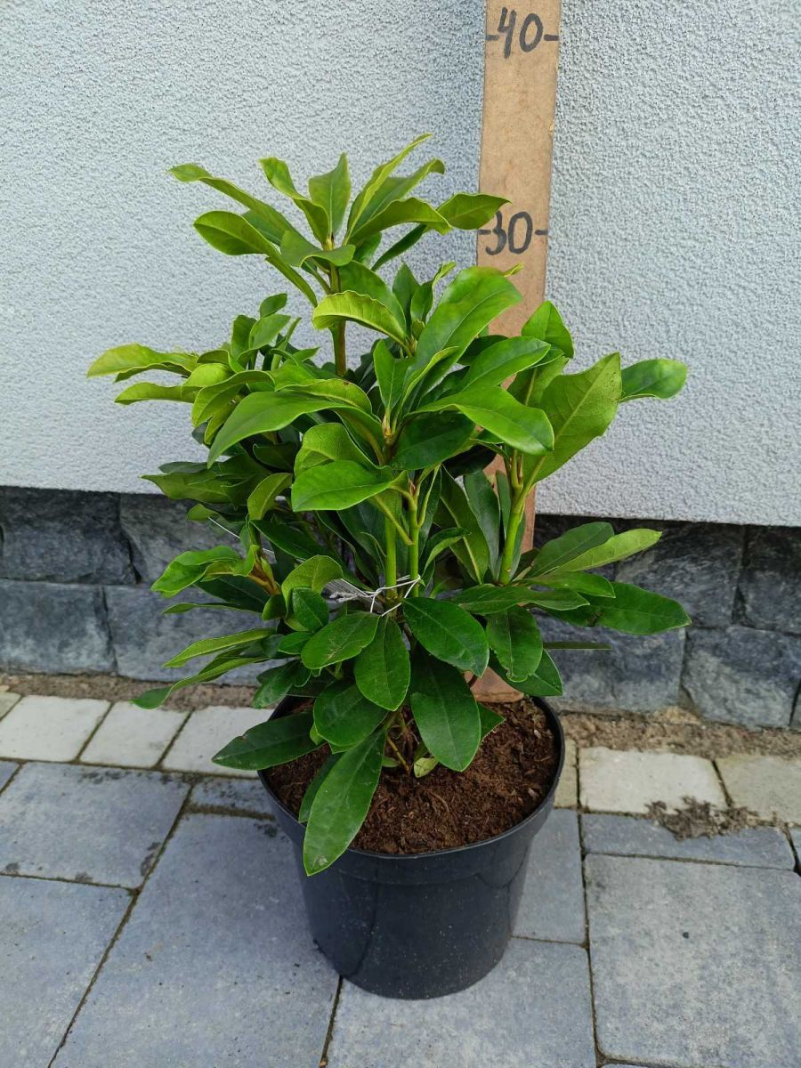 Rhododendron ( в асортименті )1