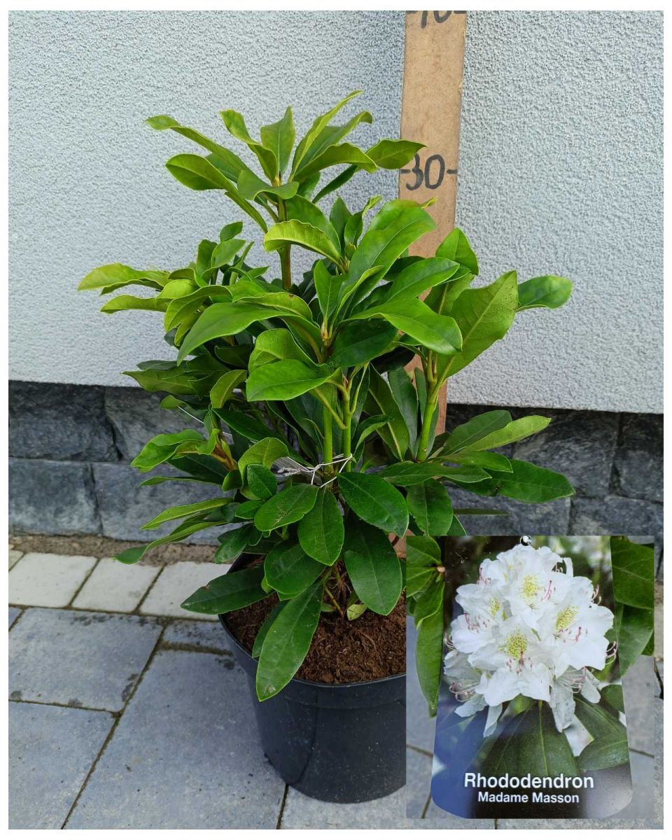 Rhododendron ( в асортименті )C3 Rhododendron ( в асортименті )C3
