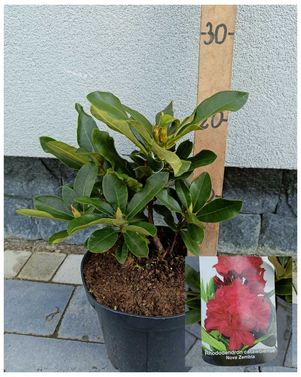 Rhododendron ( в асортименті )C3.1 Rhododendron ( в асортименті )C3