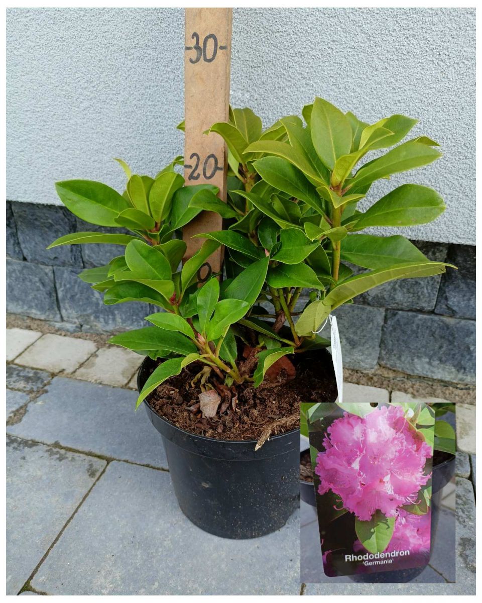 Rhododendron ( в асортименті )C3.2 Rhododendron ( в асортименті )C3