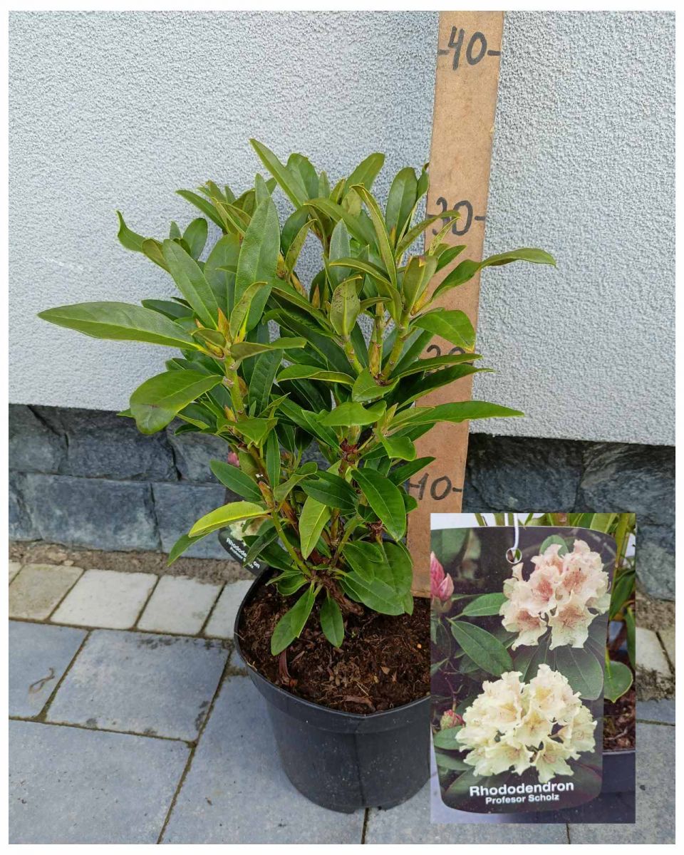 Rhododendron ( в асортименті )C3.3 Rhododendron ( в асортименті )C3