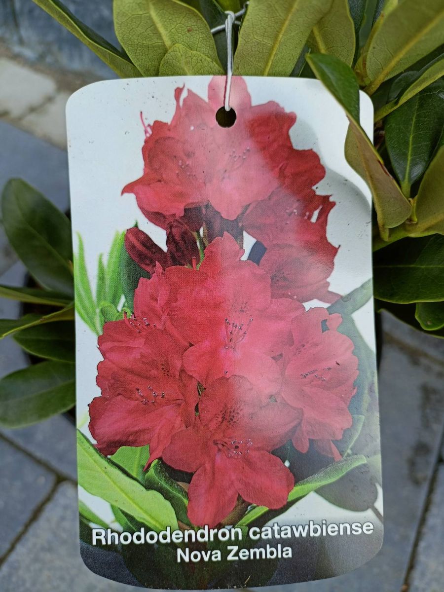 Rhododendron ( в асортименті )С10.2