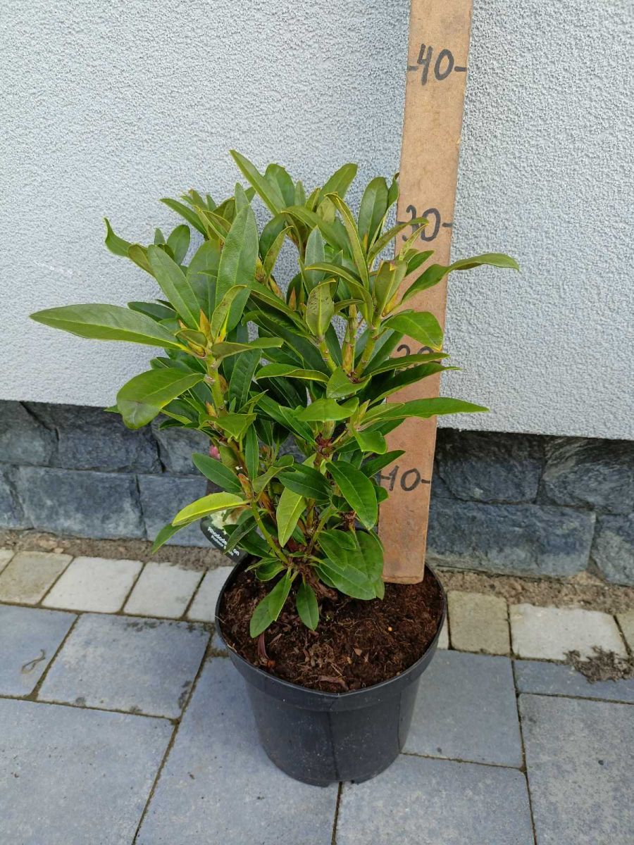 Rhododendron ( в асортименті )С10