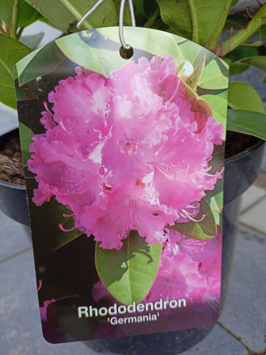 Rhododendron ( в асортименті )С5.2