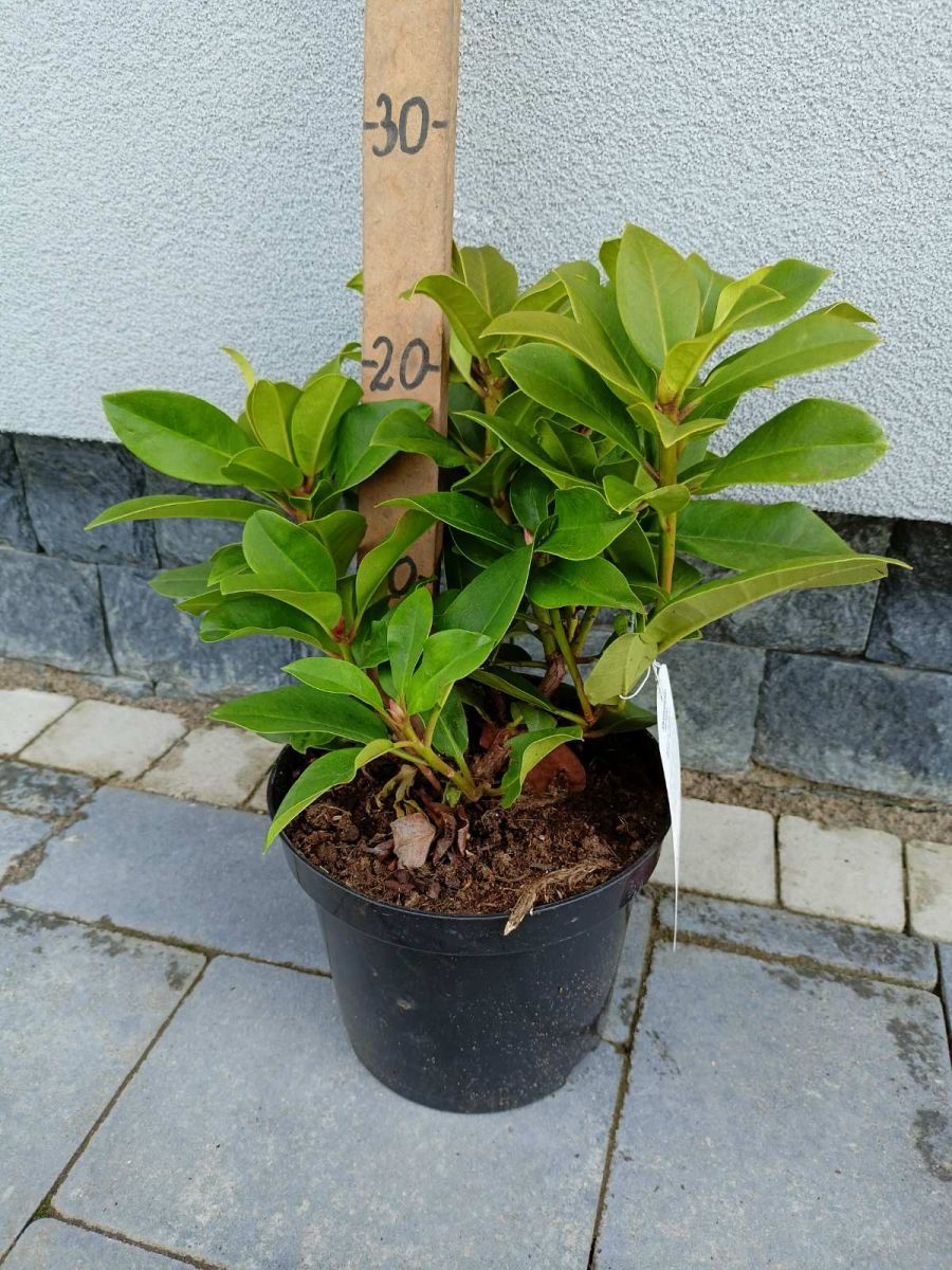 Rhododendron ( в асортименті )С5.3
