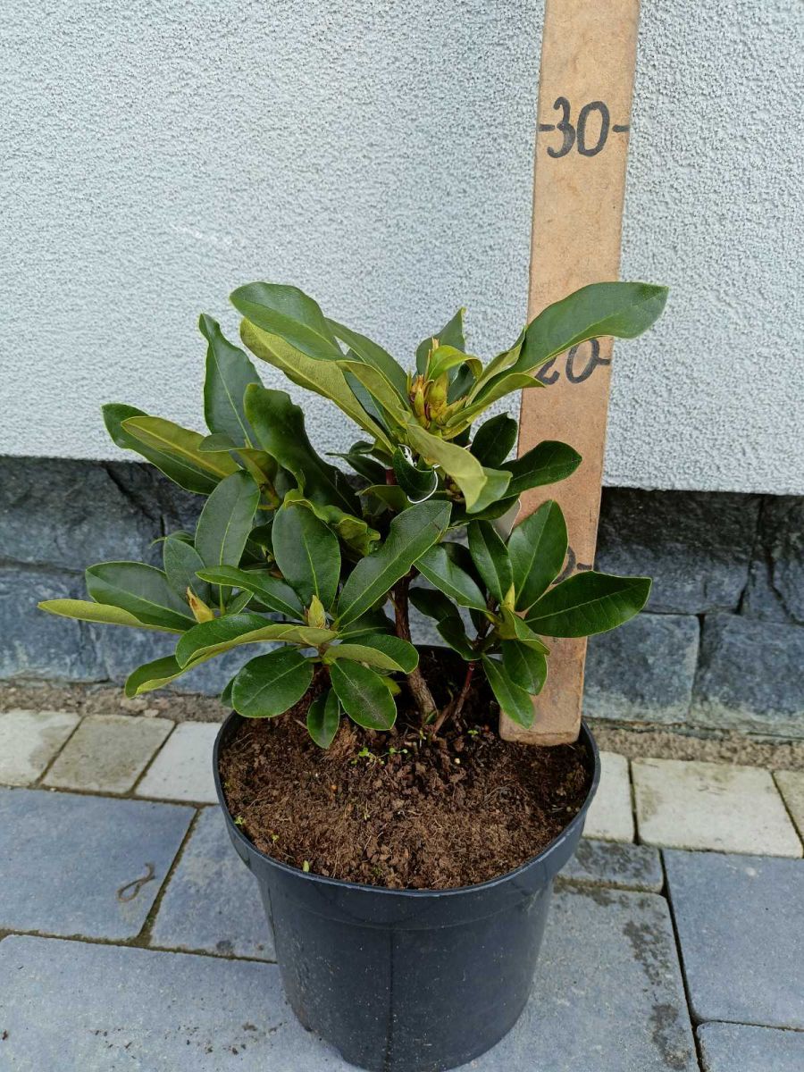 Rhododendron ( в асортименті )С5