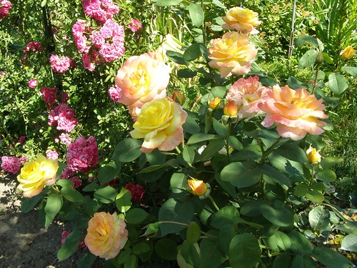 Rosa_orig.jpg