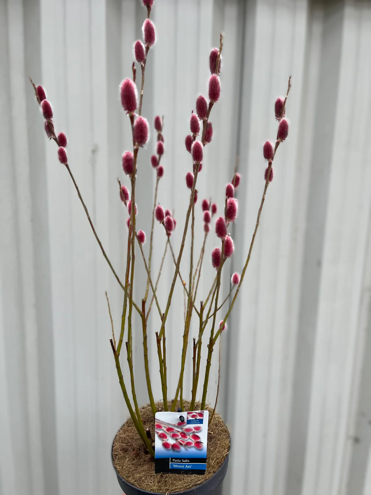 Salix gracilistyla Mount Aso Верба тонкостовбурова - Salix gracilistyla Mount Aso