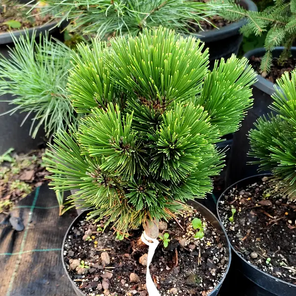 Сосна - Pinus Heldreichii Pirin 1 Сосна - Pinus Heldreichii Pirin 1
