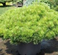 Сосна – Pinus digenea Darko Pa