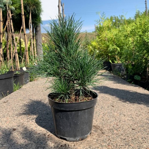 Сосна кедрова - Pinus cembra Pilar Сосна кедрова - Pinus cembra Pilar