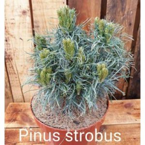Сосна веймутова – Pinus strobus Green Twist горщик C 10