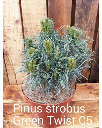 Сосна веймутова – Pinus strobus Green Twist горщик C 10 Сосна веймутова – Pinus strobus Green Twist горщик C 10