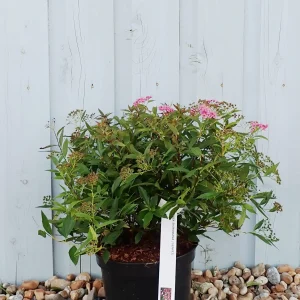 Спірея Японська - Spiraea japonica Genpei (Shirobana)