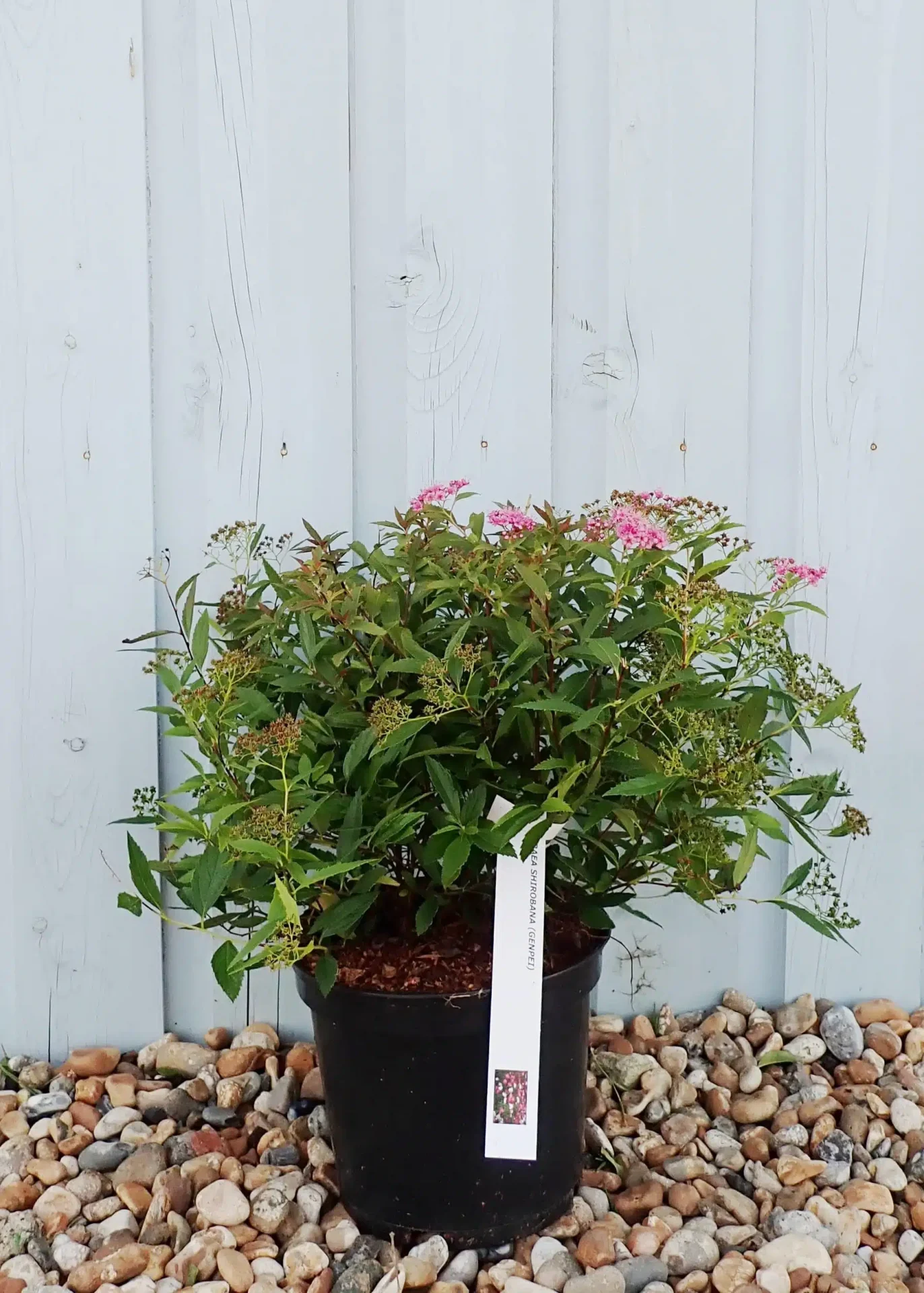 Spiraea japonica Genpei (Shirobana) Спірея Японська - Spiraea japonica Genpei (Shirobana)