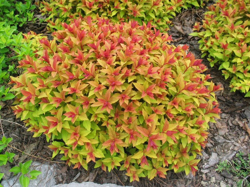 Spiraea20japonica20Goldflame.jpg