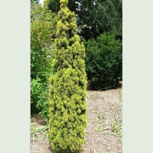 Тис ягідний - Taxus baccata David